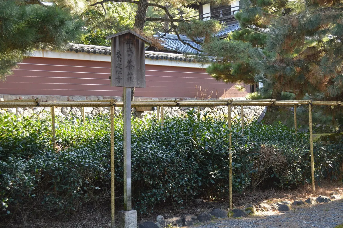 Des théiers taillés derrière une clôture de bambou, avec un panneau et un mur de tuiles brun rouge au-delà, dans l’enceinte du temple Kennin-ji à Kyoto